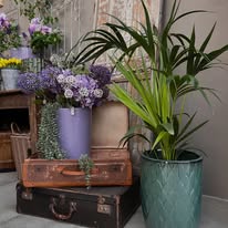 Piante con valigie vintage